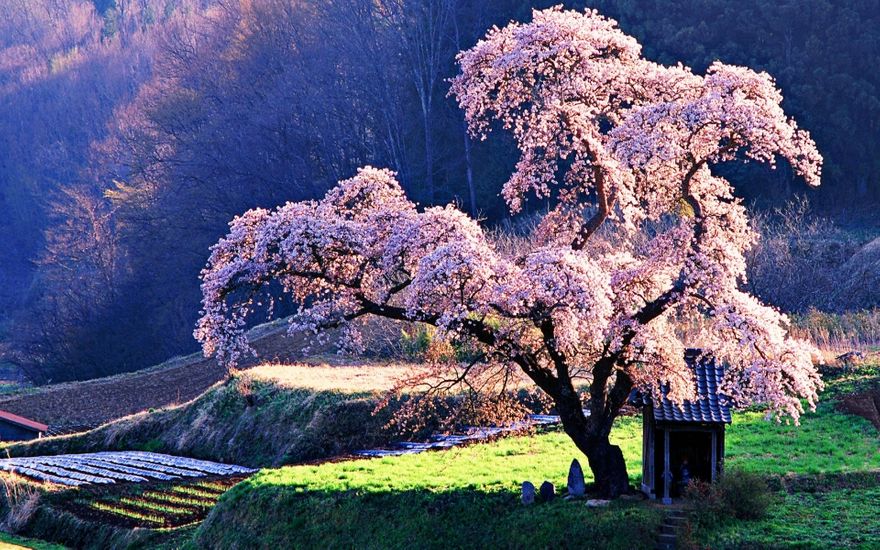The significance of the cherry blossom tree in Japanese culture goes back hundreds of years. In their country, the cherry blossom represents the fragility and the beauty of life. It's a reminder that life is almost overwhelmingly beautiful but that it is also tragically short. “ The cherry blossom tree is truly a sight to behold, especially when it is in full riotous bloom. In Japan, the cherry blossom is more than just a beautiful flowering tree.” -anonymous